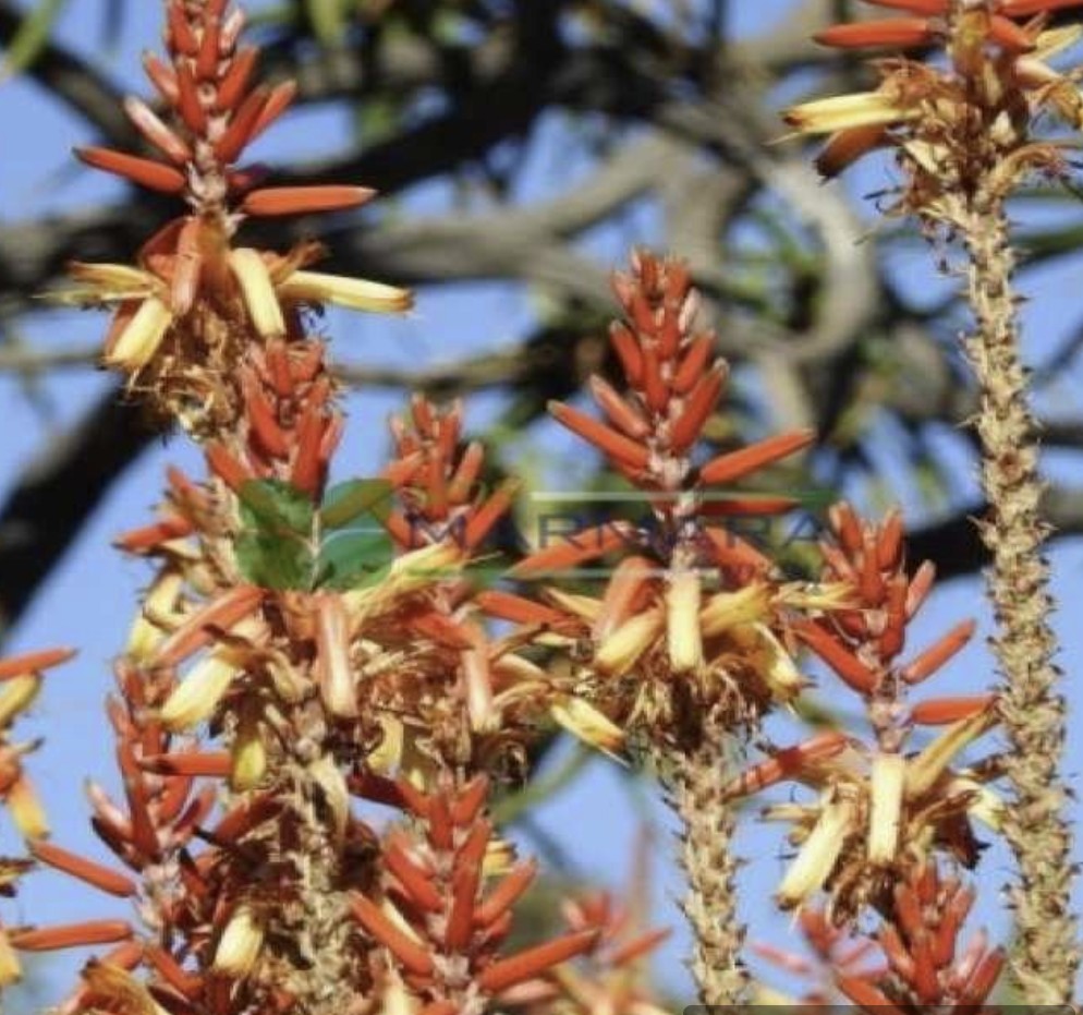 Aloe lutescens (ASPHODELACEAE)
