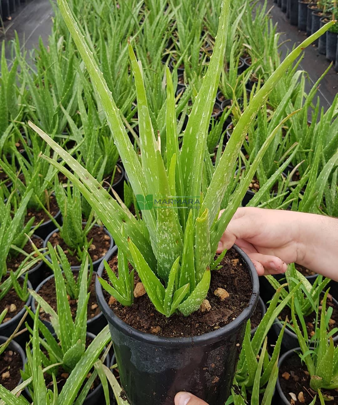 Aloe vera (ASPHODELACEAE)