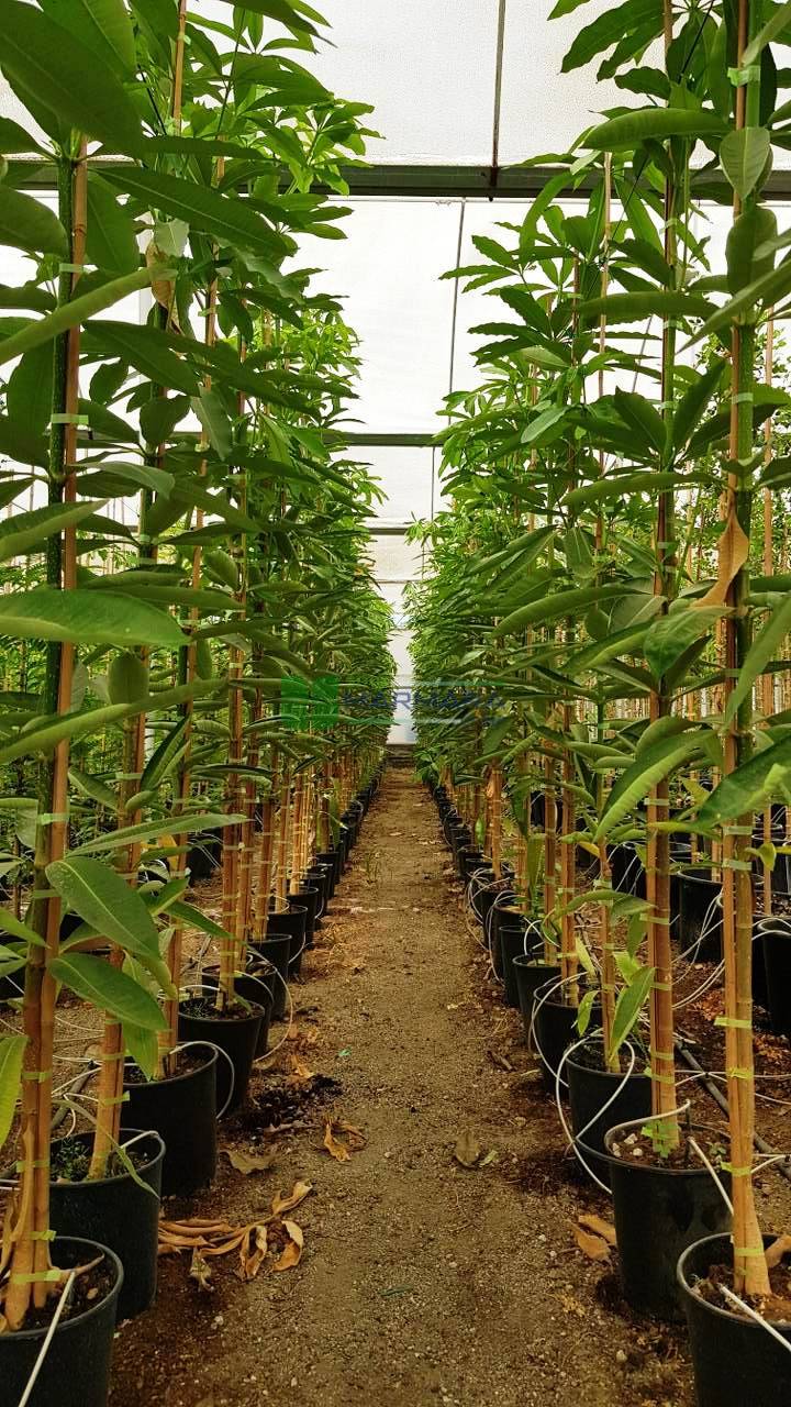 Alstonia scholaris (APOCYNACEAE)