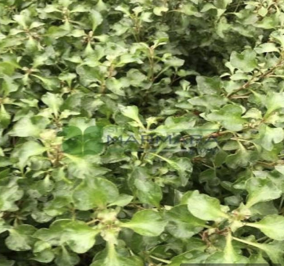 Alternanthera (AMARANTHACEAE)