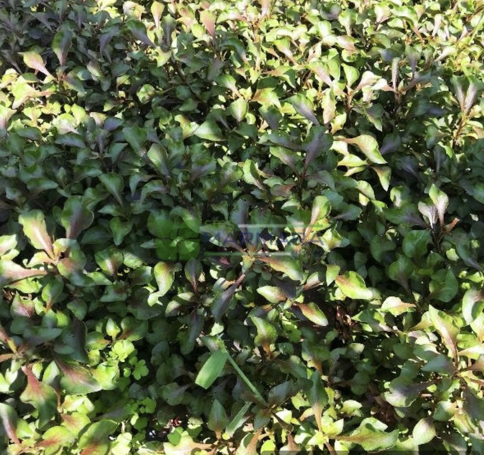 Alternanthera reineckii (AMARANTHACEAE)