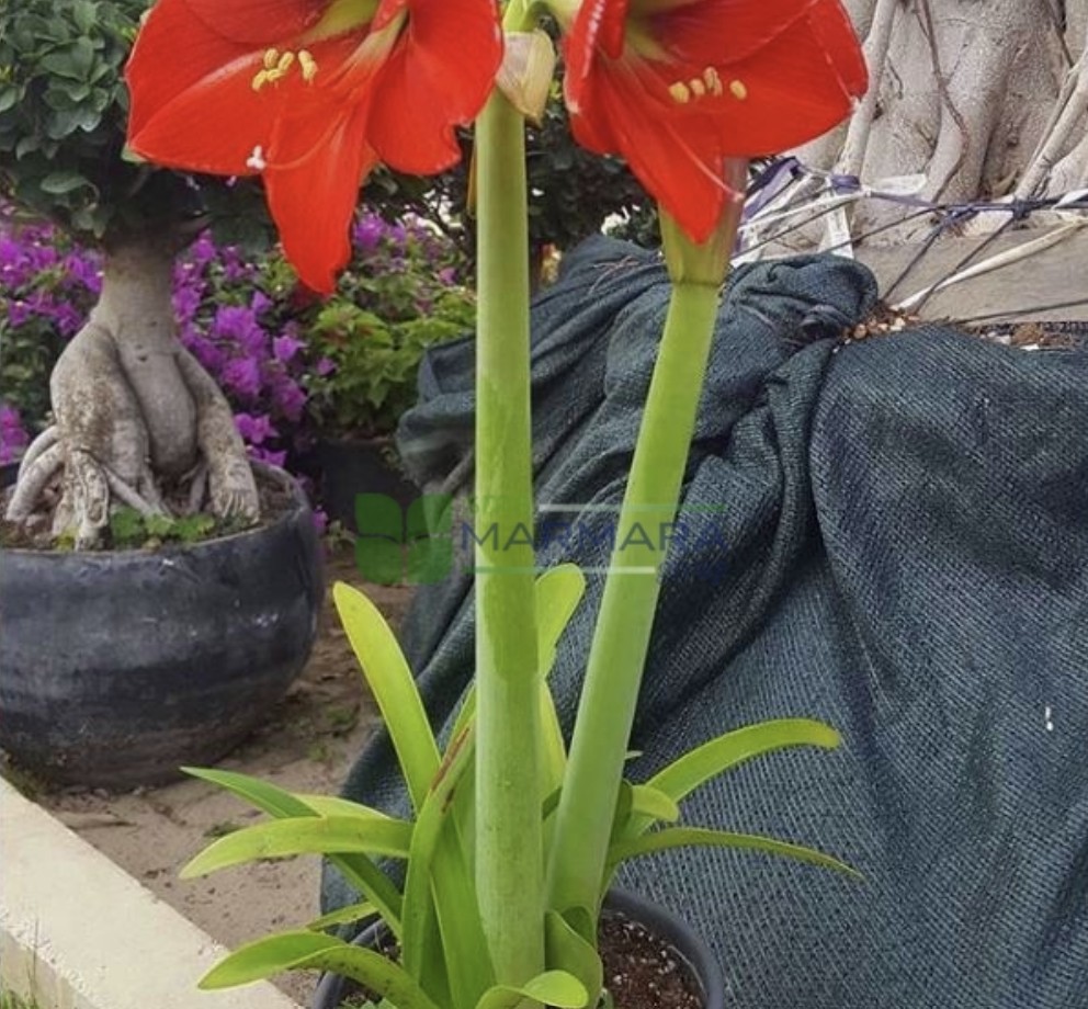 Amaryllis belladonna (Brunsvigia rosea) (AMARYLLIDACEAE)