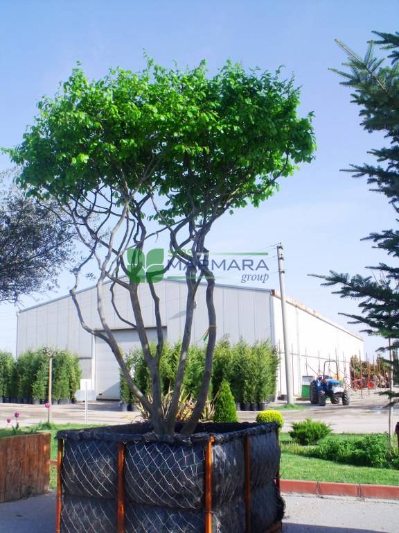 Amelanchier canadensis (ROSACEAE)