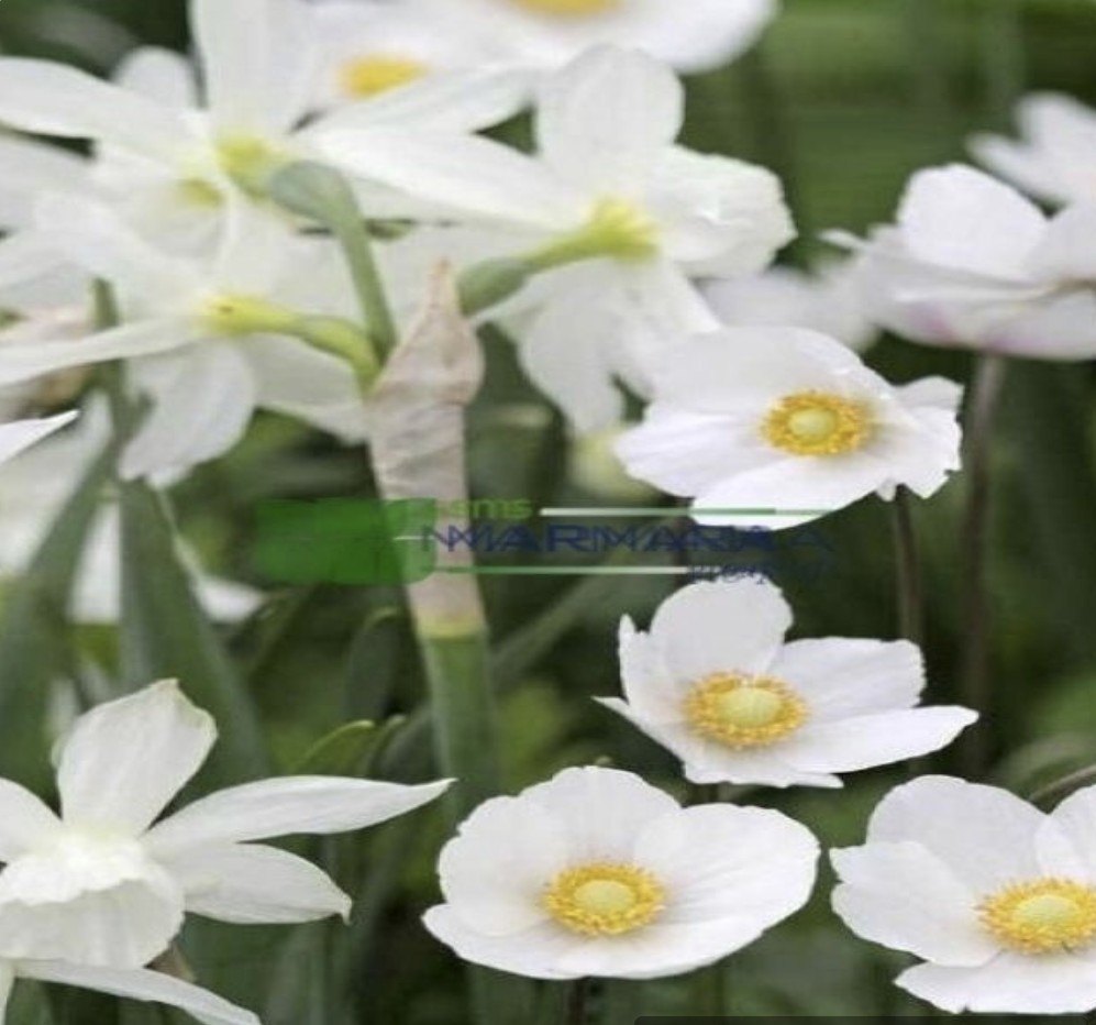 Anemone sylvestris (RANUNCULACEAE)