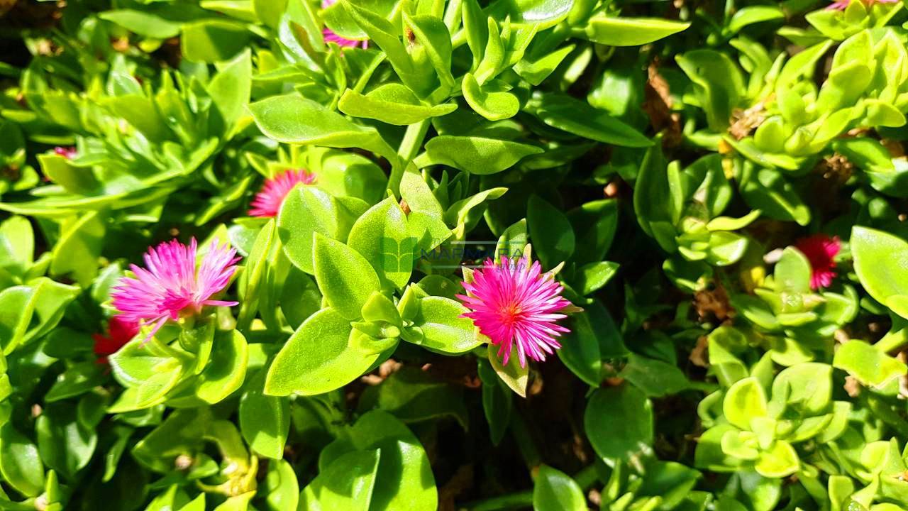 Aptenia cordifolia (AIZOACEAE)
