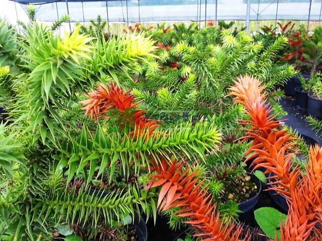 Araucaria araucana (ARAUCARIACEAE)