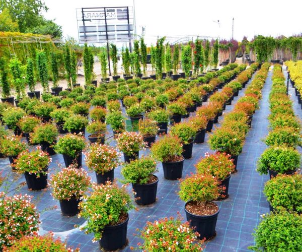 Abelia Grandiflora (CAPRIFOLIACEAE) 1