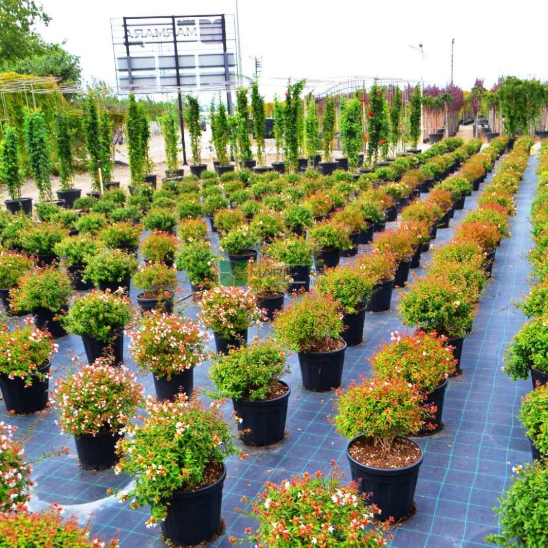 Abelia Grandiflora (CAPRIFOLIACEAE) 1