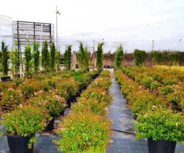 Abelia Grandiflora Compacta nana (CAPRIFOLIACEAE) 1