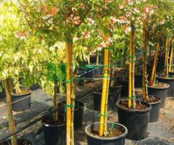 Abelia grandiflora half tige (CAPRIFOLIACEAE)