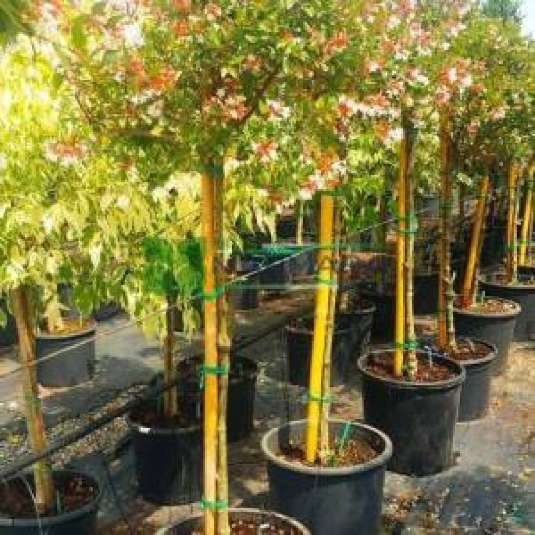 Abelia grandiflora half tige (CAPRIFOLIACEAE)