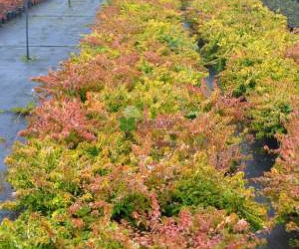 Abelia grandiflora kaleidoscope (CAPRIFOLIACEAE) 2
