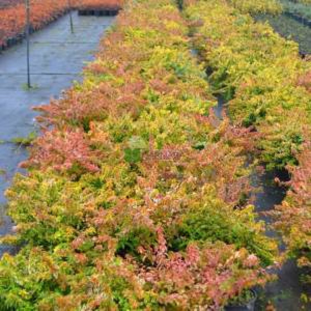 Abelia grandiflora kaleidoscope (CAPRIFOLIACEAE) 2
