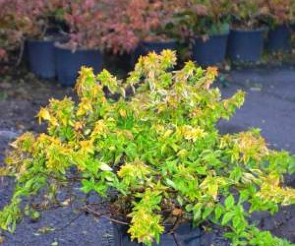 Abelia grandiflora kaleidoscope (CAPRIFOLIACEAE)