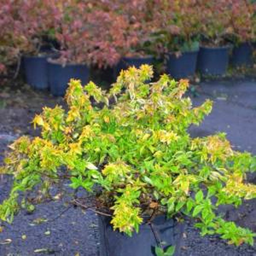 Abelia grandiflora kaleidoscope (CAPRIFOLIACEAE)