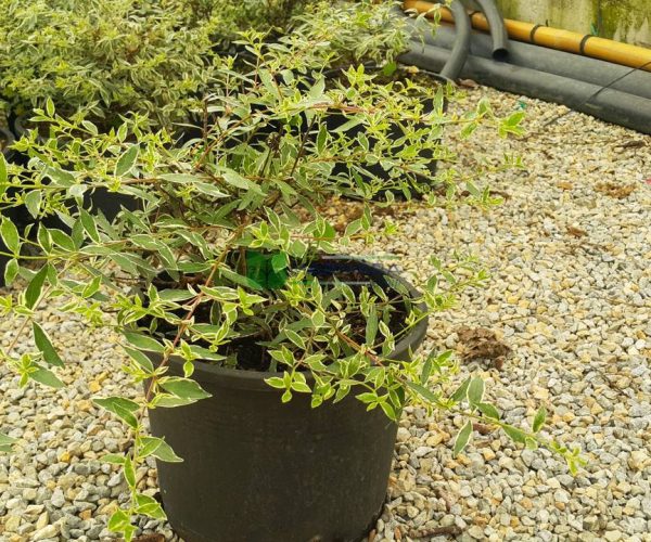 Abelia grandiflora silver anniversary (CAPRIFOLIACEAE)