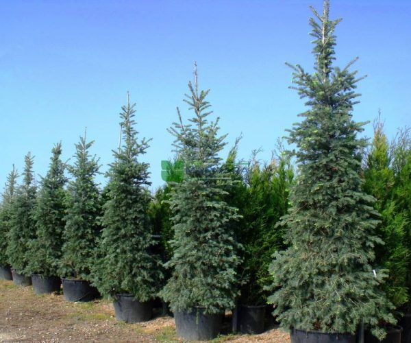 Abies Concolor (PINACEAE)