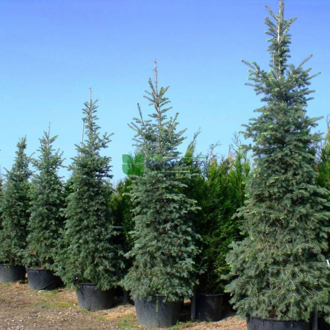 Abies Concolor (PINACEAE)