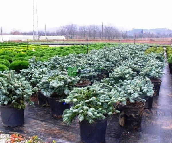 Abies koreana blue emperor (PINACEAE)