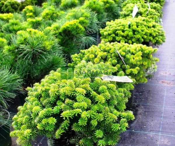 Abies koreana brilliant (PINACEAE)