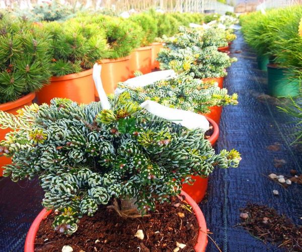 Abies koreana kohouts ice breaker (PINACEAE)