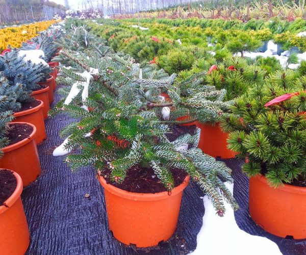 Abies koreana silberlocke (PINACEAE)