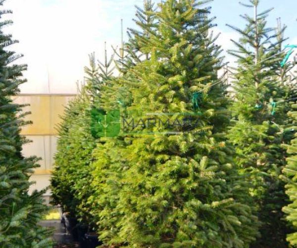 Abies nordmanniana (PINACEAE)