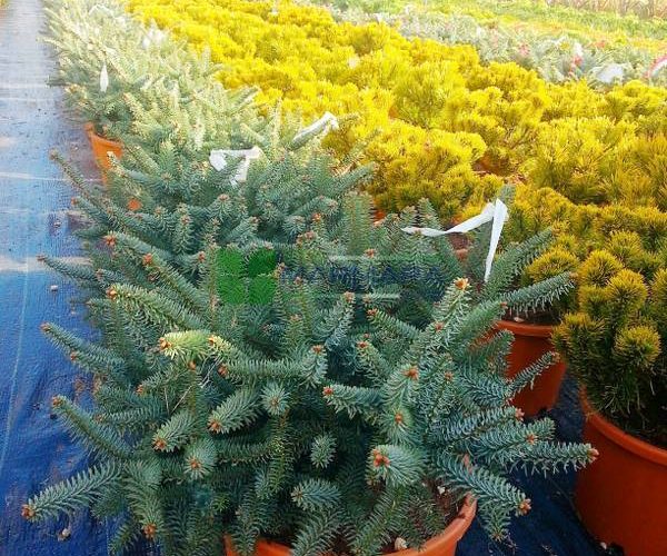 Abies pinsapo glauca (PINACEAE)