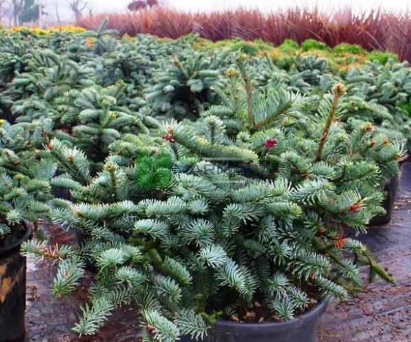 Abies procera glauca (PINACEAE)