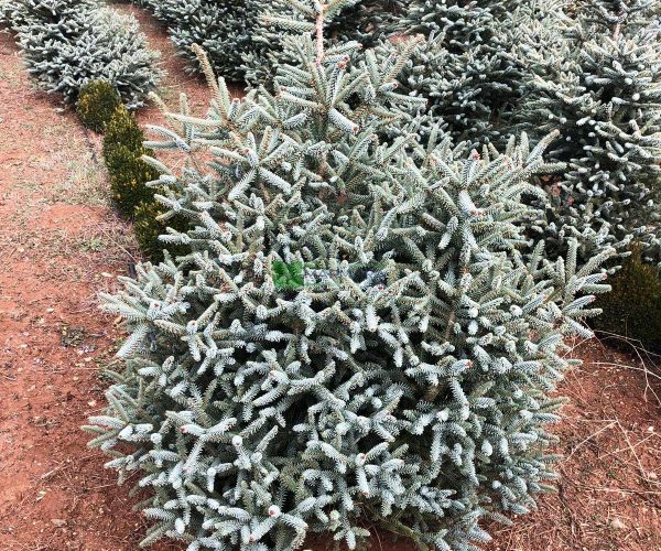 Abies procera glauca prostrata (PINACEAE)