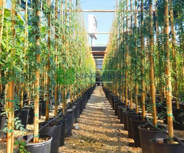 Acacia (Vachellia) farnesiana (FABACEAE)