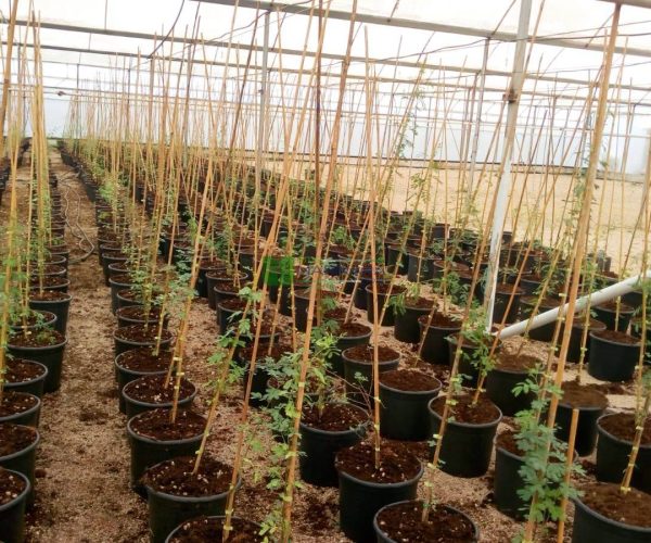 Acacia arabica (Vachellia nilotica) (MIMOSACEAE)