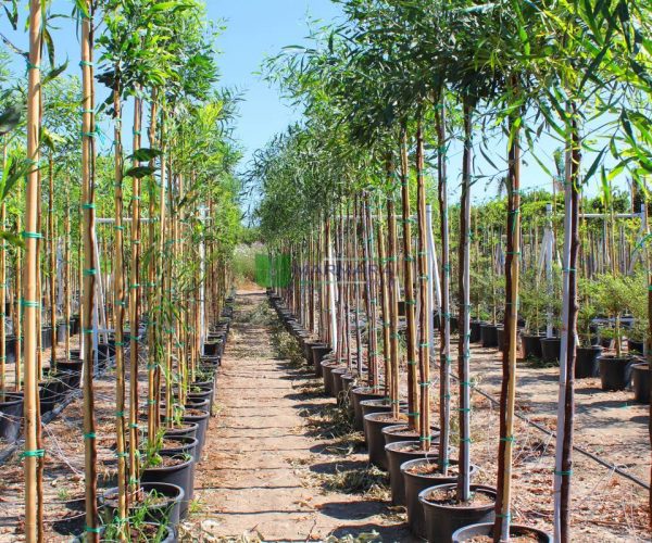 Acacia cyanophylla (Acacia saligna) (MIMOSACEAE)