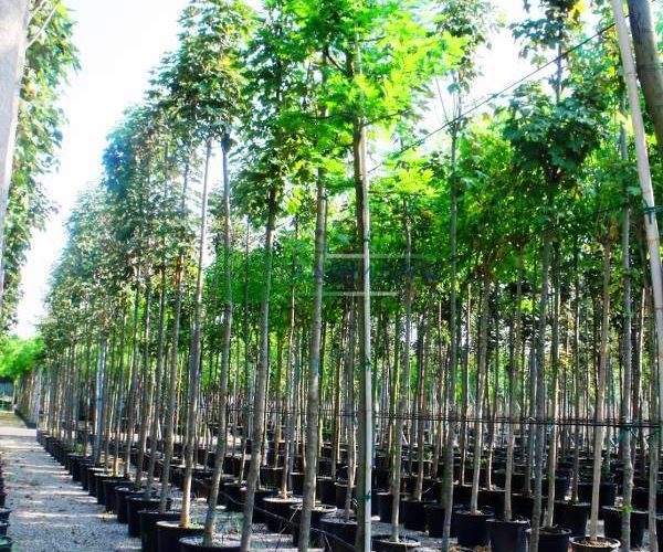 Acacia dealbata (FABACEAE)