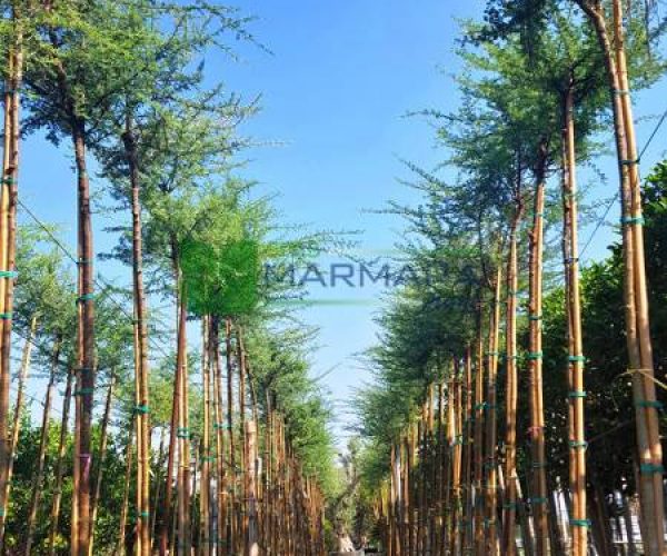 Acacia tortilis (MIMOSACEAE)