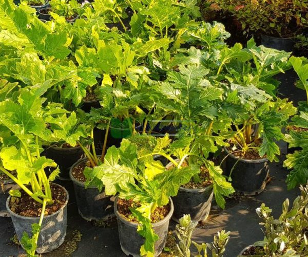 Acanthus mollis (ACANTHACEAE)