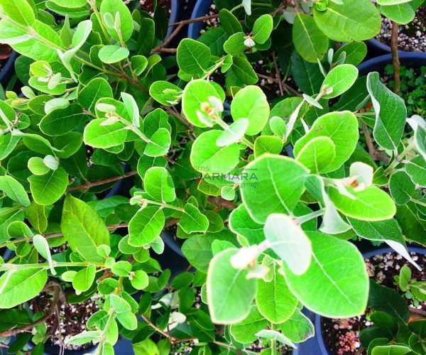 Acca (Feijoa) sellowiana (MYRTACEAE)