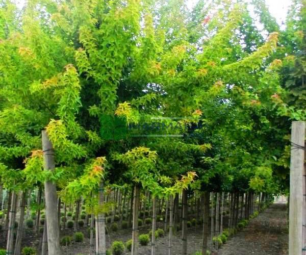 Acer buergerianum (Acer trifidum) (ACERACEA)