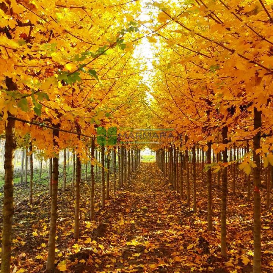 Acer campestre elsrijk (ACERACEA)