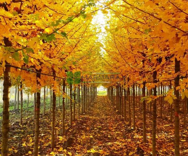 Acer campestre elsrijk (ACERACEA) v2