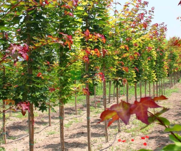 Acer cappadocicum rubrum (ACERACEA)