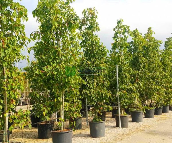 Acer conspicuum red flamingo (ACERACEAE)