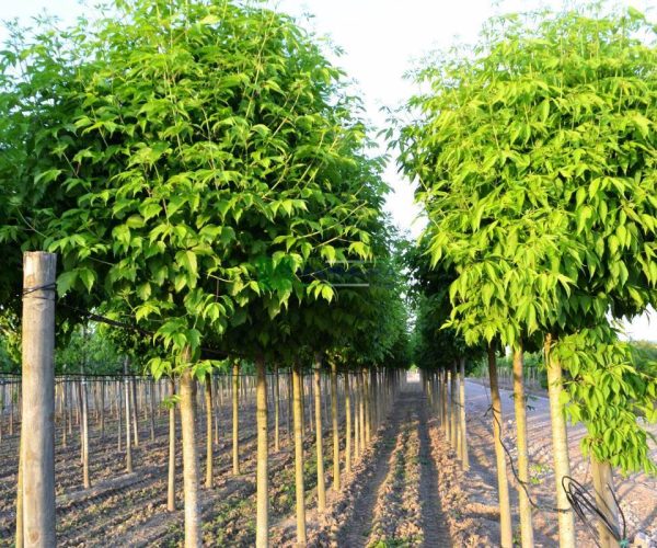 Acer negundo (ACERACEA)