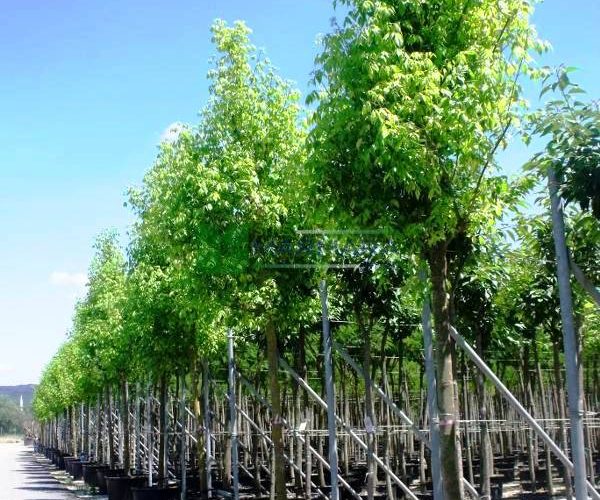 Acer negundo aureovariegatum (ACERACEA)