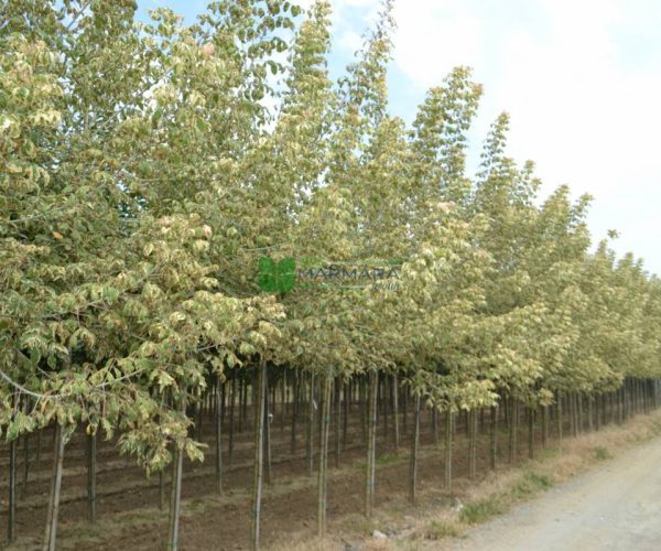 Acer negundo flamingo (ACERACEA)