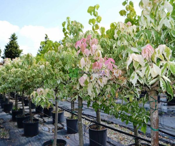 Acer negundo flamingo half tige (ACERACEA)