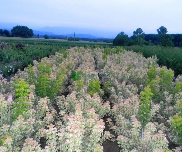 Acer negundo flamingo pyramid shaped (ACERACEA)