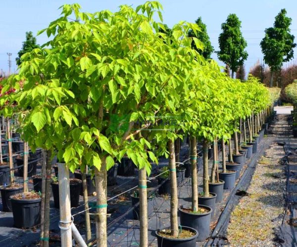 Acer negundo half tige (ACERACEA)