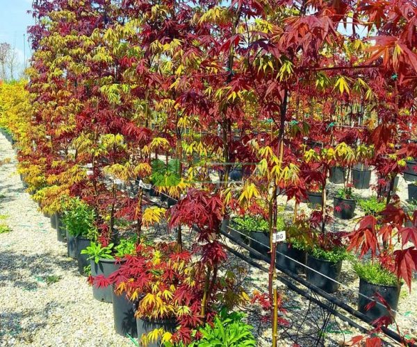 Acer palmatum bloodgood-osakazuki (ACERACEA)