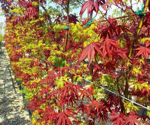 Acer palmatum bloodgood-seiryui (ACERACEA)